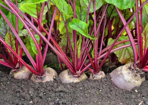 Что сажать после моркови и свеклы. Смотрим схему наоборот (что сажать после конкретных культур)