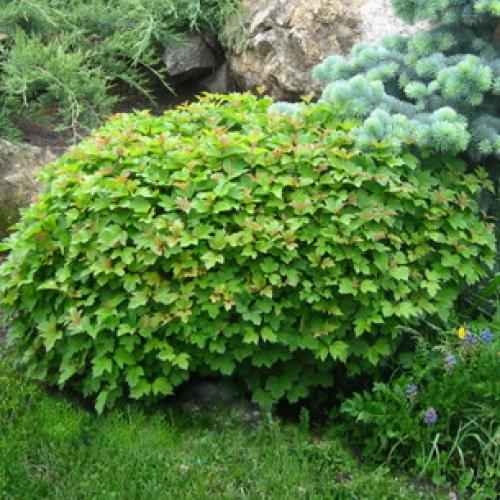 Калина не плодоносит. Уход за калиной 06