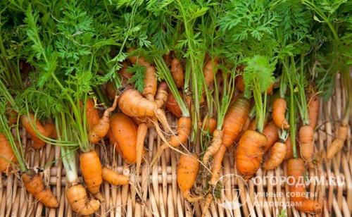 Что нельзя сажать после моркови. Какие растения не стоит сажать после моркови