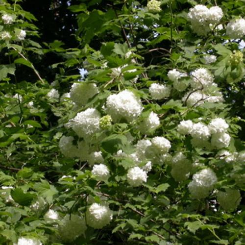 Калина не плодоносит. Уход за калиной 08