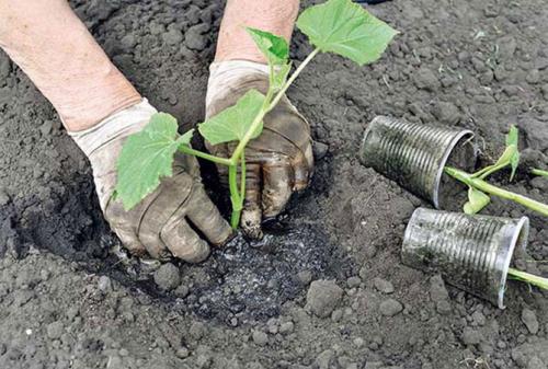 Что можно посадить после чеснока. Что лучше посадить?