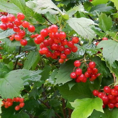 Калина не плодоносит. Уход за калиной 09