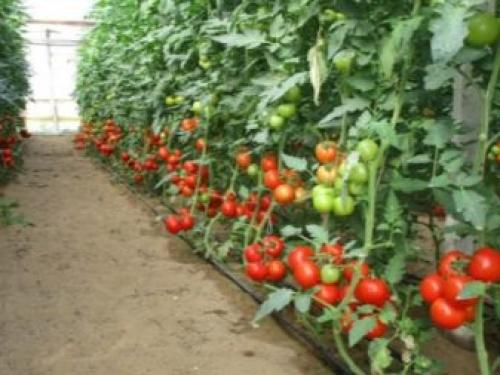 Какие культуры можно посадить после моркови.. Что посадить после моркови 12