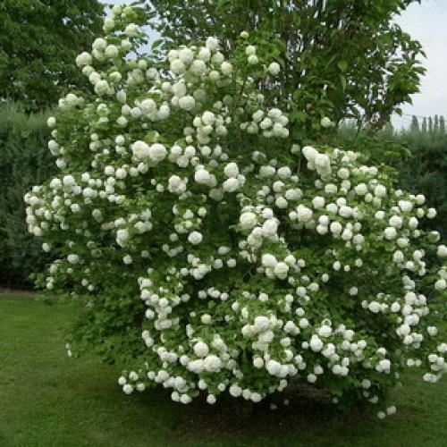 Калина не плодоносит. Уход за калиной 05