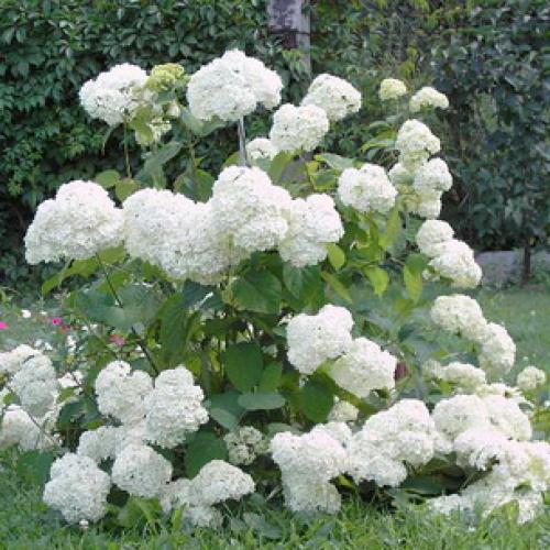 Калина не плодоносит. Уход за калиной 14