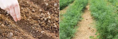 Что можно посадить после чеснока. Что лучше посадить?