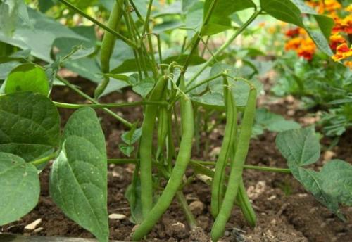 Что сажать после моркови и свеклы. Смотрим схему наоборот (что сажать после конкретных культур)