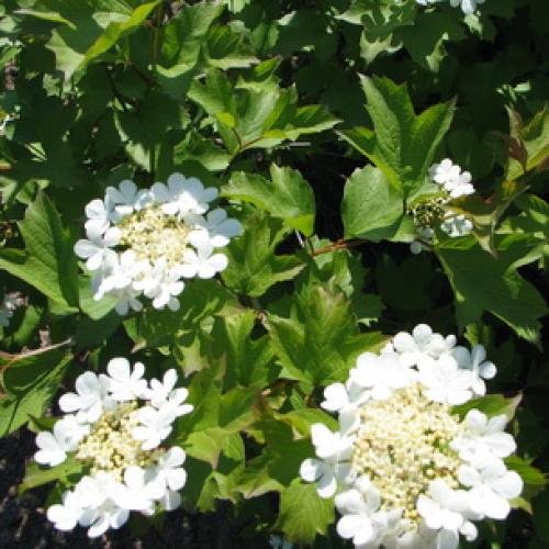 Калина не плодоносит. Уход за калиной 07