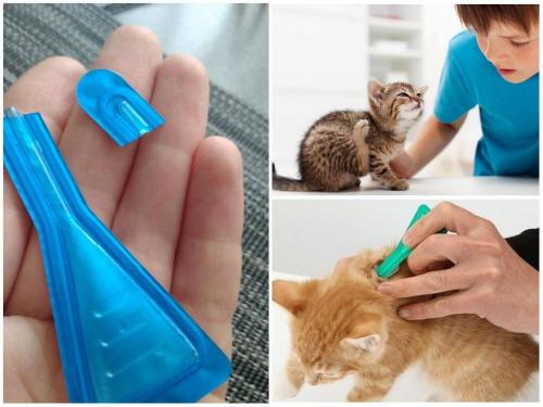 Кошка слизала капли от блох форум. Что будет, если кошка или кот слижет капли от блох