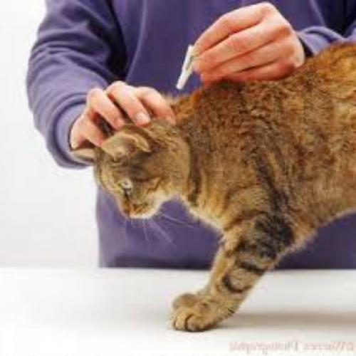 Мой кот ведет себя странно после лечения блох.. Симптомы отравления блохами у кошек 01 Мой кот ведет себя странно после лечения блох.. Симптомы отравления блохами у кошек 01