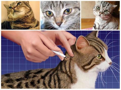 Кошка слизала капли от блох форум. Что будет, если кошка или кот слижет капли от блох