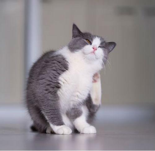 Мой кот ведет себя странно после лечения блох.. Симптомы отравления блохами у кошек 02 Мой кот ведет себя странно после лечения блох.. Симптомы отравления блохами у кошек 02