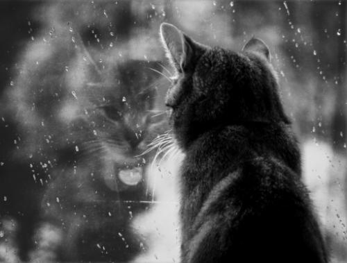 Как ведут себя кошки перед смертью. Почему коты уходят из дома умирать