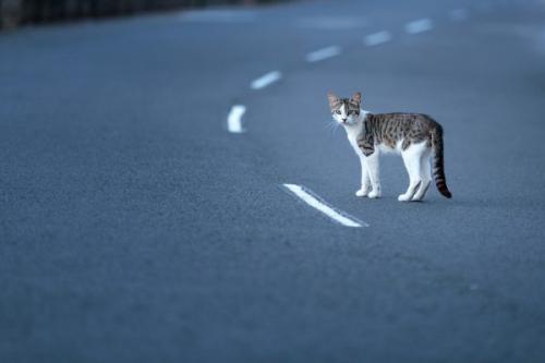 Как ведут себя кошки перед смертью. Почему коты уходят из дома умирать
