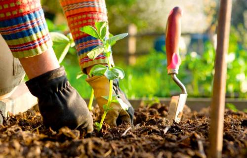 Что можно сажать после чеснока на следующий год. Что лучше сажать после уборки чеснока — рекомендации 02 Что можно сажать после чеснока на следующий год. Что лучше сажать после уборки чеснока — рекомендации 02