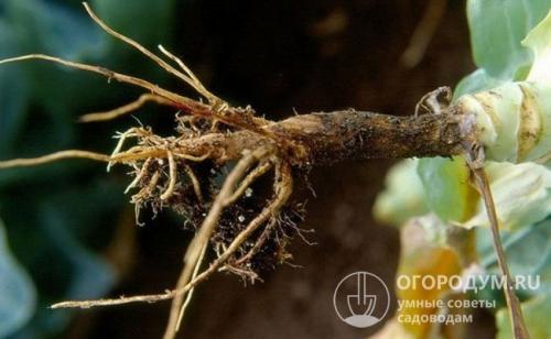 Можно ли сажать лук после капусты. Севооборот огородных культур