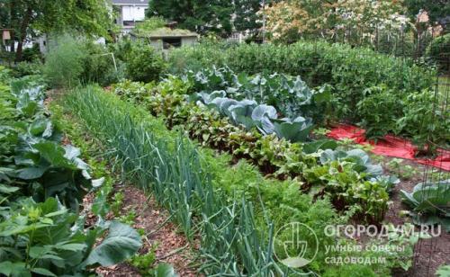 Можно ли сажать лук после капусты. Севооборот огородных культур