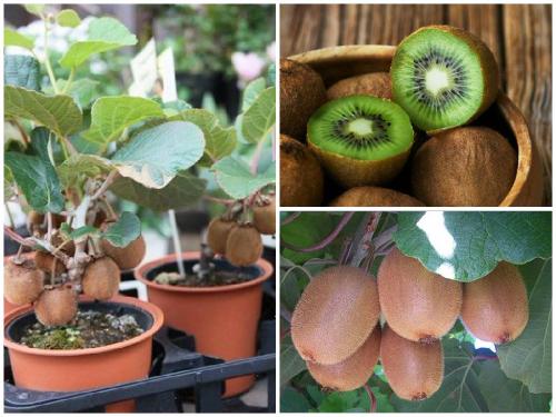 Можно ли замораживать киви. Как дома хранить киви спелые, разрезанные или для дозревания 04