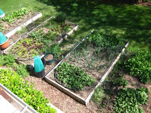 Что можно сажать после чеснока на следующий год. Что лучше сажать после уборки чеснока — рекомендации 03 Что можно сажать после чеснока на следующий год. Что лучше сажать после уборки чеснока — рекомендации 03