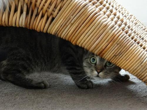 Кошка странно себя ведет прячется в темные места дрожит. По каким причинам кот прячется в темное место