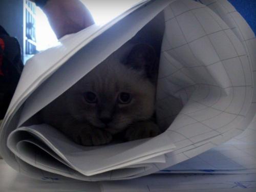 Кошка странно себя ведет прячется в темные места дрожит. По каким причинам кот прячется в темное место