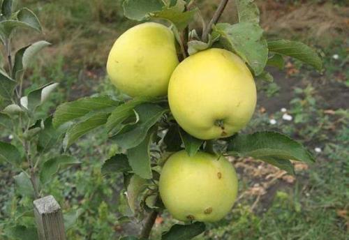 Зимние сорта яблонь с длительным сроком хранения плодов. Зимние сорта яблок – общая классификация