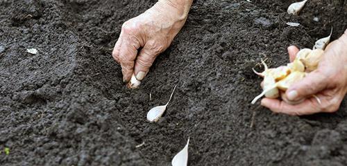 Когда сажать чеснок по народным приметам.