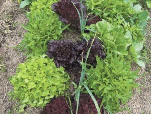 Что сажать после помидор. Растения, рекомендуемые к посадке после томатов, и что сажать нельзя 08