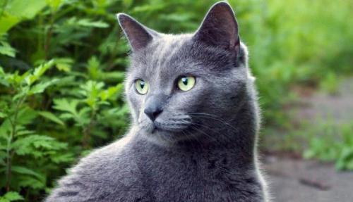 Почему кошки приходят в чужой дом — причины и приметы 01 Почему кошки приходят в чужой дом — причины и приметы 01