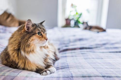 Примета чужой кот пришел в дом. Приметы о приблудившейся кошке