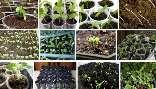 Когда сажать рассаду в 2022 году. Благоприятные дни для посадки семян на рассаду в 2022 году по лунному календарю