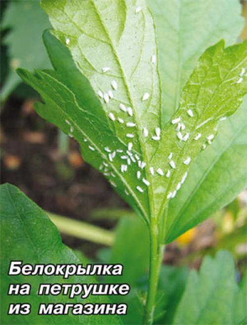Зимовка белокрылки в теплицах из поликарбоната: советы и рекомендации 01 Зимовка белокрылки в теплицах из поликарбоната: советы и рекомендации 01