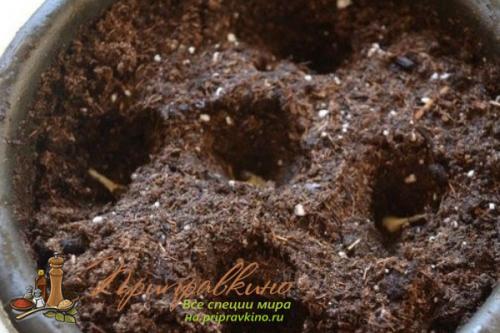 Как вырастить чеснок дома. Советы по выращиванию шикарного чеснока на подоконнике в квартире