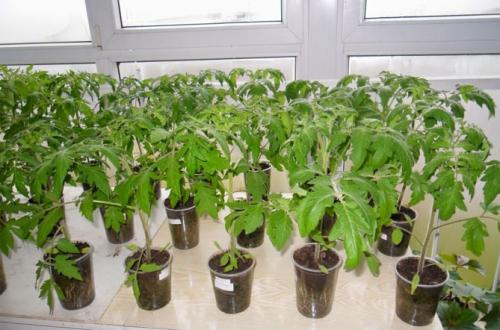 Как посадить проросший помидор. Условия выращивания