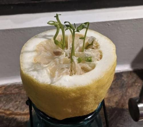 Вивипария и филлодия.