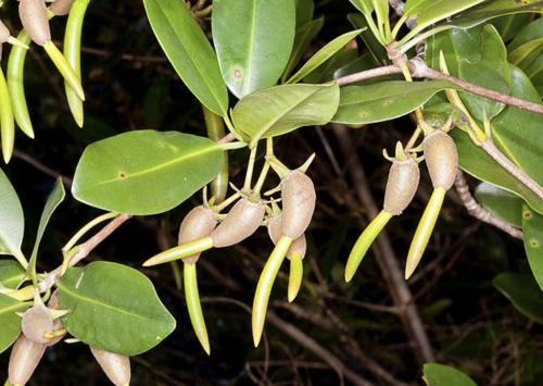 Вивипария и филлодия.