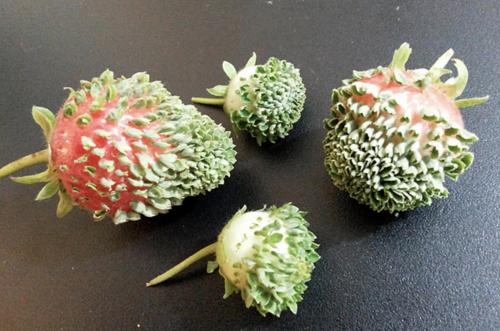 Вивипария и филлодия.