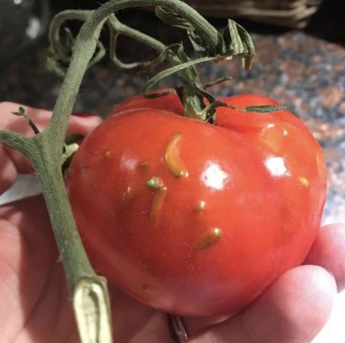 Вивипария и филлодия.