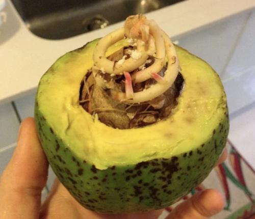 Вивипария и филлодия.