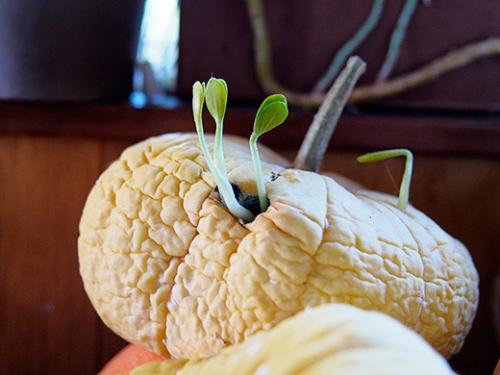 В томате проросли семена. Ростки в свежем помидоре? (см) 01