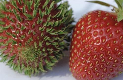 Вивипария и филлодия.