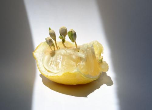 В томате проросли семена. Ростки в свежем помидоре? (см) 05