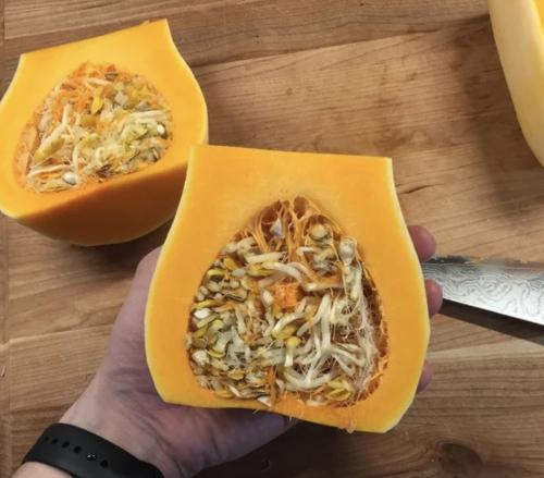 Вивипария и филлодия.