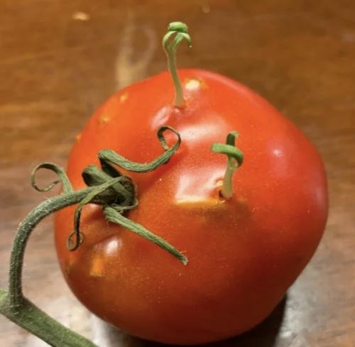 Вивипария и филлодия.