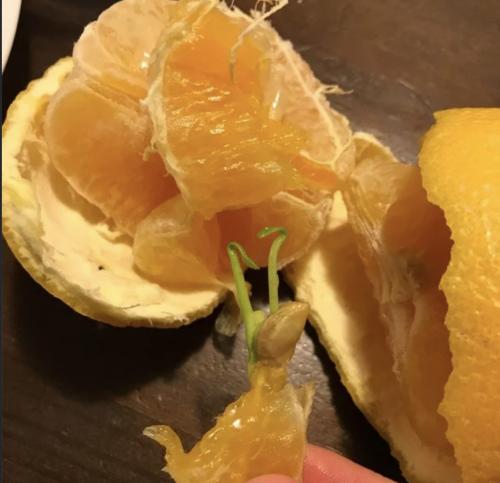 Вивипария и филлодия.