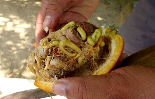 В томате проросли семена. Ростки в свежем помидоре? (см) 02