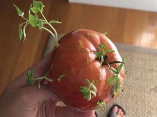 Вивипария и филлодия.