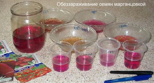 Как посадить проросший помидор. Условия выращивания