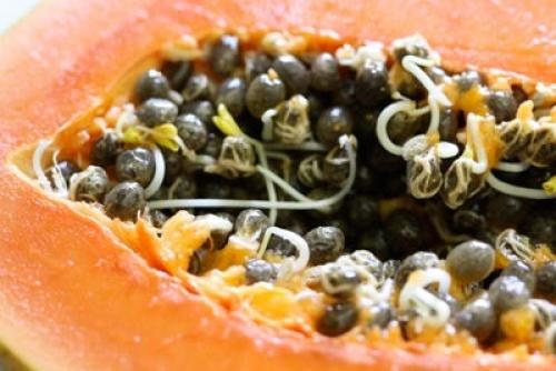 В томате проросли семена. Ростки в свежем помидоре? (см) 04