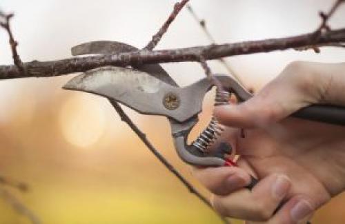 Что нужно собрать из сада осенью. Что делать в саду